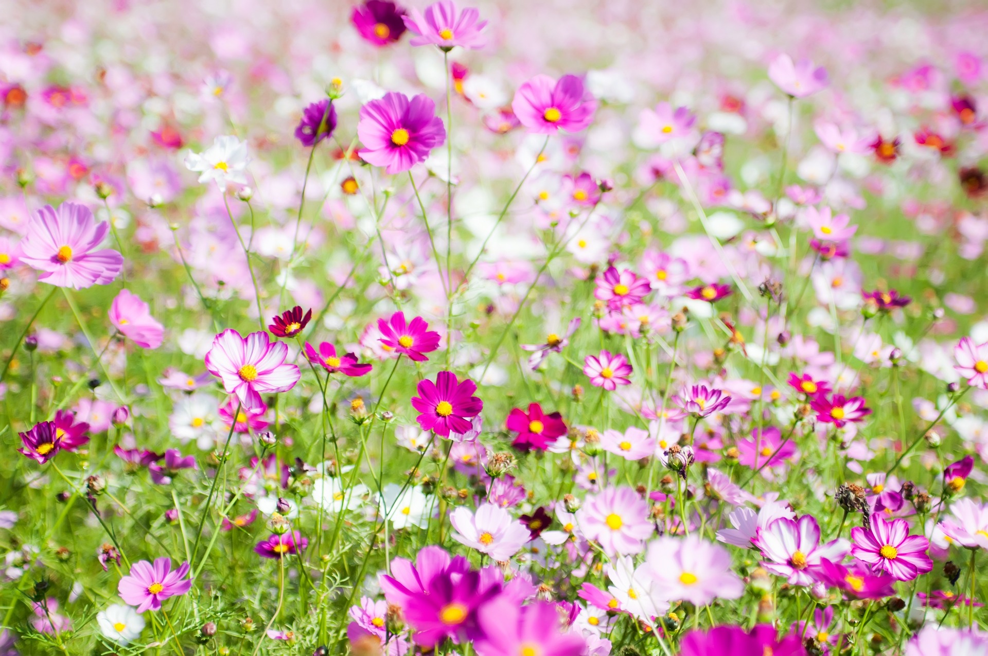 Jin fa Leejongsung képe a Pixabay-en. Leejongsung képe a Pixabay-en.