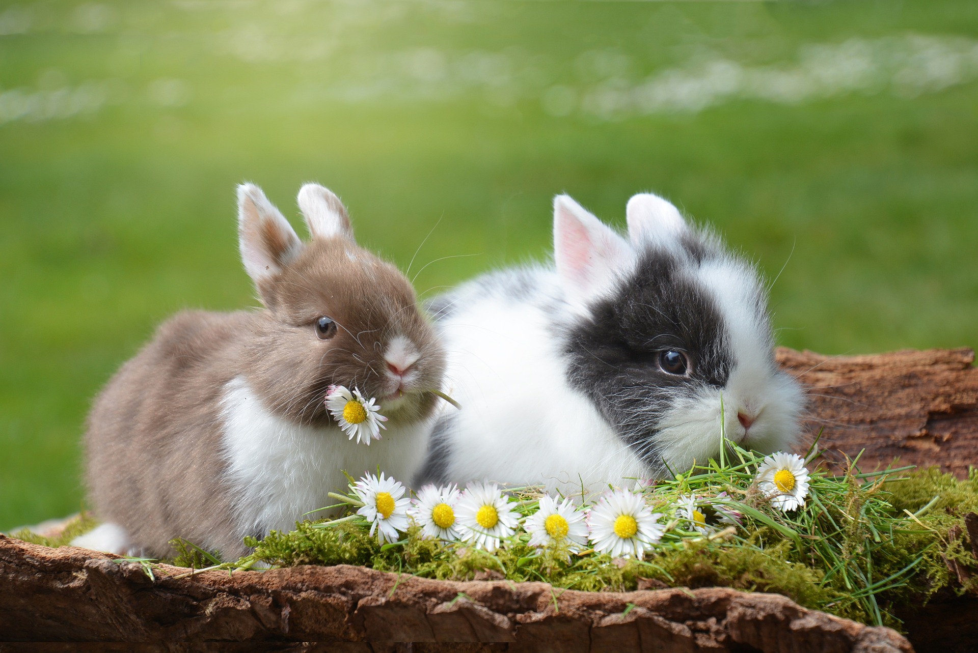 2023 aJin víz nyúl éve rabbit